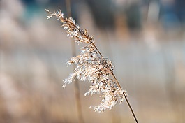 里德,太陽(yáng),自然