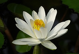 百合,水百合,白