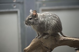 gerbile,嚙齒類動物,鼠標