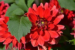 花,紅色,愛情