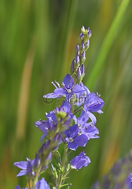 維羅妮卡,teucrium,多色