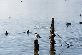湖,格蒙登,traunsee