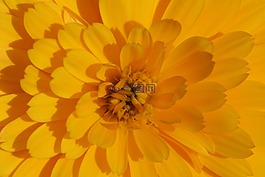 萬壽菊,花,黃色