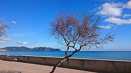 天空,水,樹(shù)