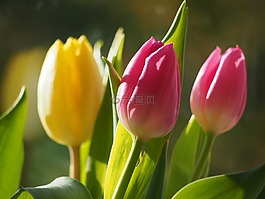 鮮花,郁金香,開花