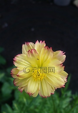 花的,鮮花,黃色花