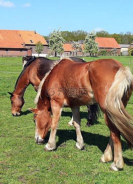 haflinger,馬,放牧