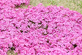 鮮花,花,春天