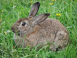 兔,野兔,動物