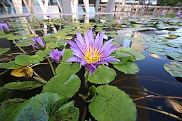 睡蓮,花,植物