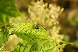 性質(zhì),昆蟲,cocora
