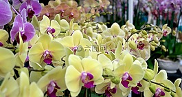 鮮花,黃色,自然