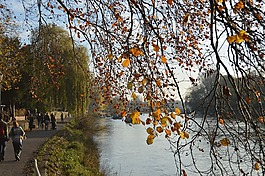 樹,河,秋