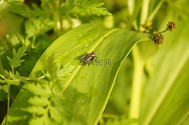 性質(zhì),昆蟲,cocora