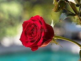 花,自然,花瓣