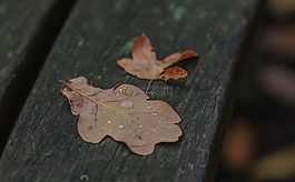 葉子,木,樹
