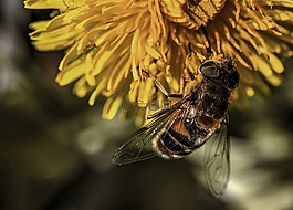 蜜蜂,昆蟲,蜂巢