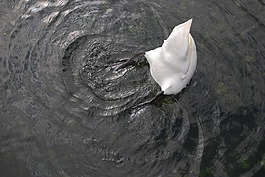 天鵝,水,湖