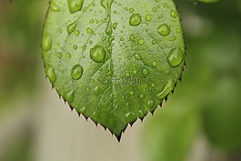 葉,綠色,滴