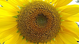 向日葵,大,花園