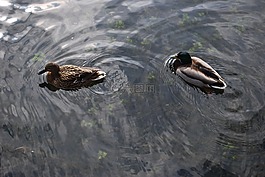 鴨,德雷克,鳧