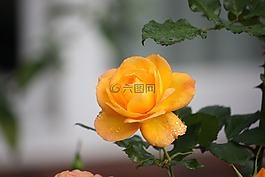 玫瑰,黃色,詳細(xì)