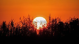 日落,太陽,蘆葦