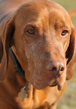 狗,寵物,匈牙利的獵犬