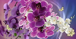 鮮花,紫,orquidea