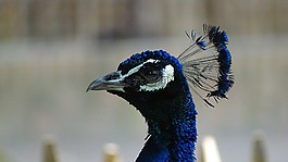 動(dòng)物,鳥(niǎo)類(lèi),孔雀