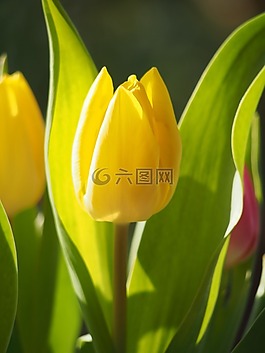 郁金香,草地,床