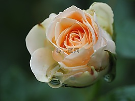 玫瑰,雨,喪
