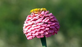 性質(zhì),花,百日草