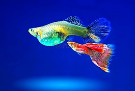 水族館,觀賞魚,魚