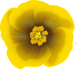 花,黃色,盛開(kāi)