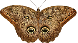 動(dòng)物,蝴蝶,昆蟲