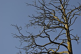 釘子,分支機(jī)構(gòu),天空