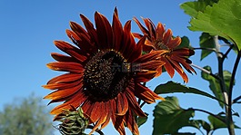 花,性質(zhì),花園