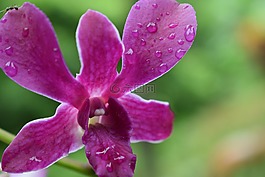 水,花,潮濕的