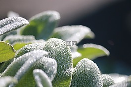 露水,廠,雨