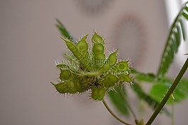 性質(zhì),宏,綠色