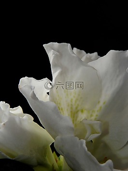罂粟,白色的罂粟花,mohngewaechs