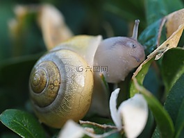 蝸牛,花園,殼