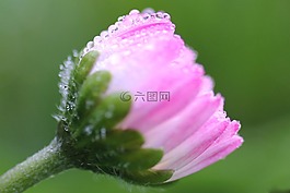 粉色,瑪格麗特,花瓣
