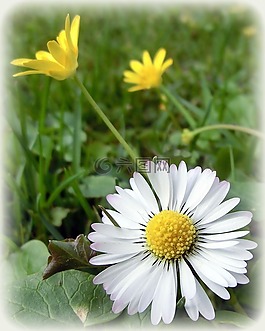 雛菊,性質,花