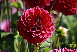 花,開花,關(guān)閉