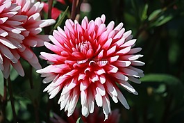 花,開(kāi)花,關(guān)閉