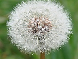 花,綠色,植物