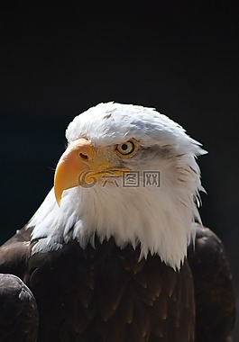 鳥,野生動物,自然