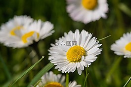 黛西,花,白